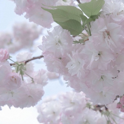 Furry数字绘画教程福瑞交流群